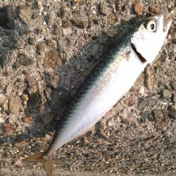 ライトショアジギング