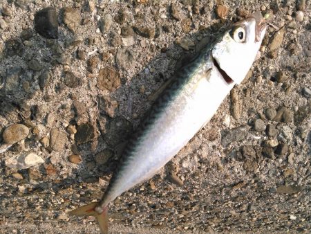 ライトショアジギング