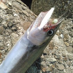 ライトショアジギング