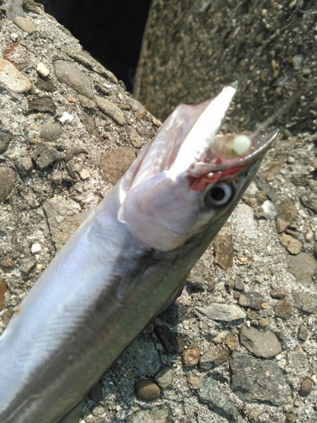 ライトショアジギング