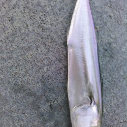 ライトショアジギング