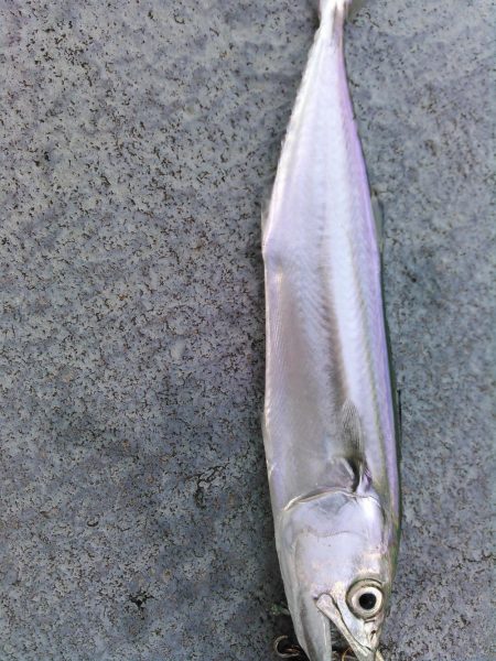 ライトショアジギング