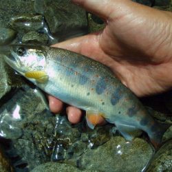 渓流ミノーイング 増水の渓