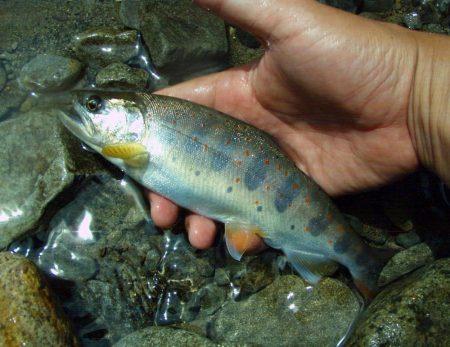 渓流ミノーイング 増水の渓