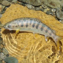 渓流ミノーイング