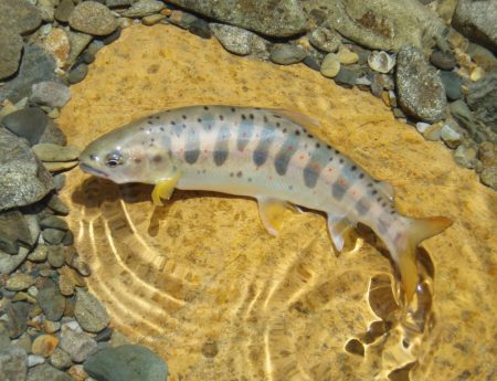 渓流ミノーイング