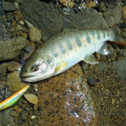 渓流ミノーイング