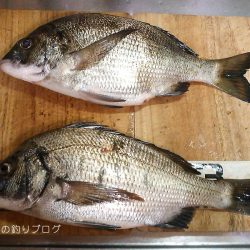 半夜のチヌ狙い