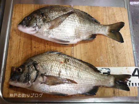 半夜のチヌ狙い