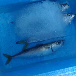 アジが居ない！