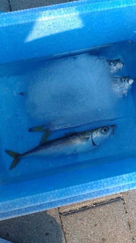 アジが居ない！