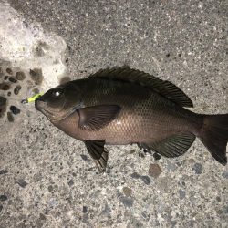 ライトゲーム釣果がありすぎて載せきれません