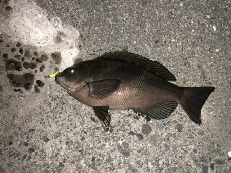 ライトゲーム釣果がありすぎて載せきれません