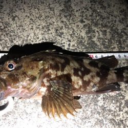 アオリイカまだまだ釣れてます。カサゴはサイズそこそこ