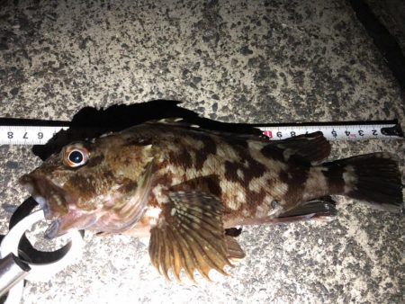 アオリイカまだまだ釣れてます。カサゴはサイズそこそこ
