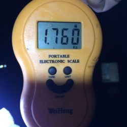 雨だけどアオリイカ釣りに行きました