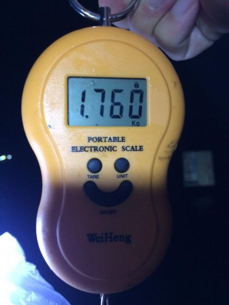 雨だけどアオリイカ釣りに行きました