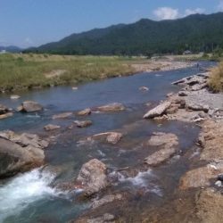 上桂川山国地区潜没橋での友釣り