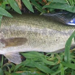 増水してももカバー奥にピッタリ