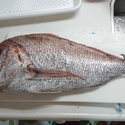 五目釣りで大鯛(泉州丸)