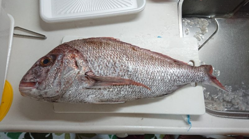 五目釣りで大鯛(泉州丸)