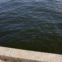 ジグサビキでサゴシ！