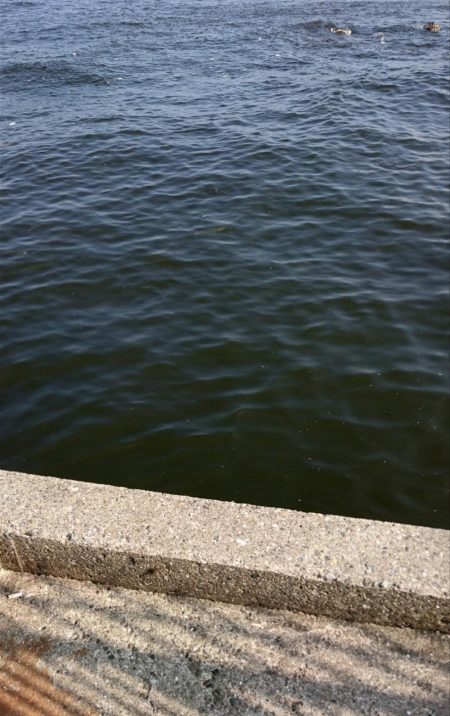 ジグサビキでサゴシ！