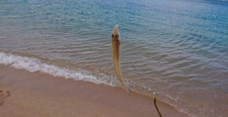 小浜港でサビキ＆キス釣り