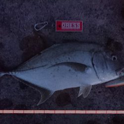 強風が収まり17日ぶりの釣果