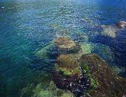 短時間釣行でしたが、本命アコウ釣れました