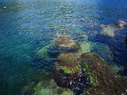 短時間釣行でしたが、本命アコウ釣れました