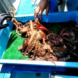 淡路沖の船タコ釣り