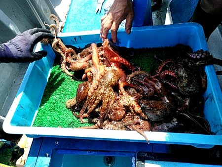 淡路沖の船タコ釣り
