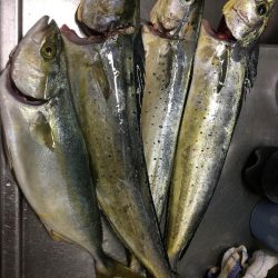 しょあじぎんぐ