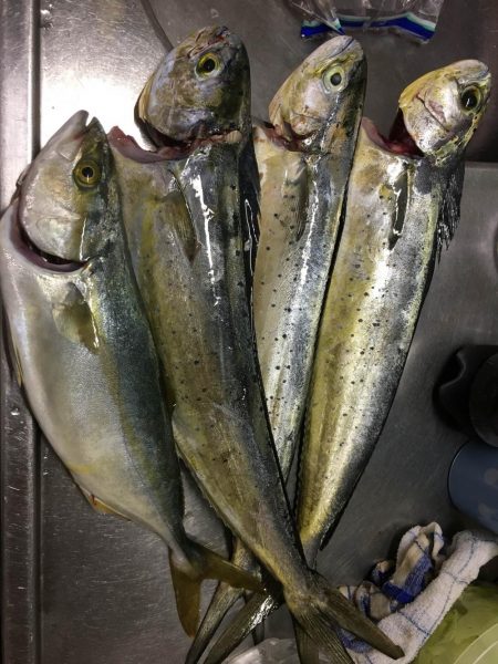 しょあじぎんぐ