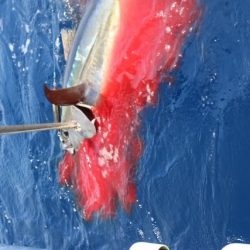 へいみつ丸 釣果