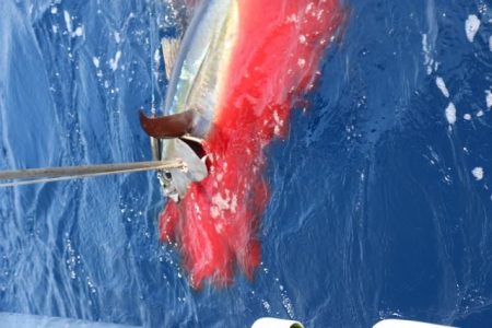 へいみつ丸 釣果