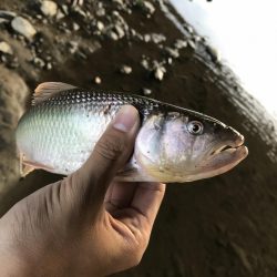 ブラックバスがいた