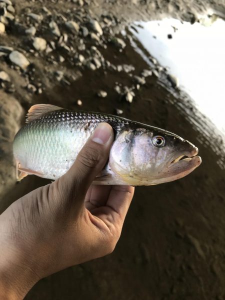 ブラックバスがいた