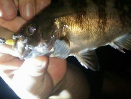 サイズのわりに引いた