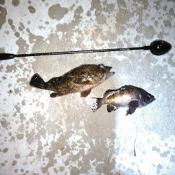 熱帯夜、当たりの無い中貴重なグレゲット！