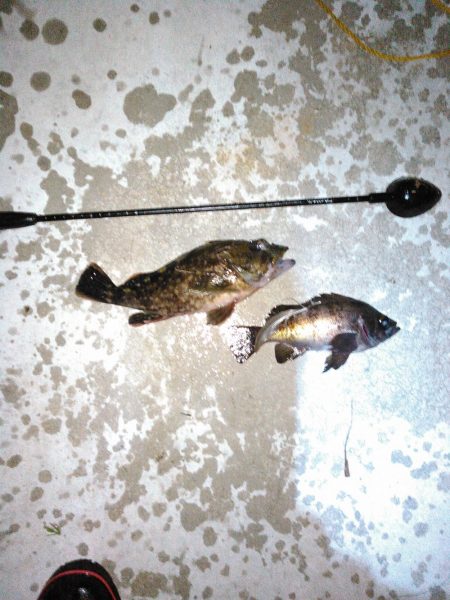 熱帯夜、当たりの無い中貴重なグレゲット！