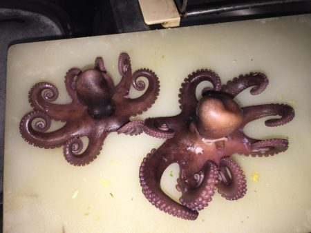 ベイトリールでの初タコだぜ❗️