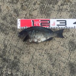 メジナが入れ食い！