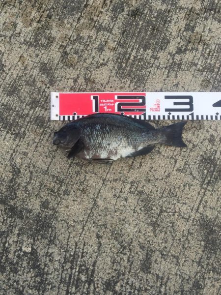 メジナが入れ食い！