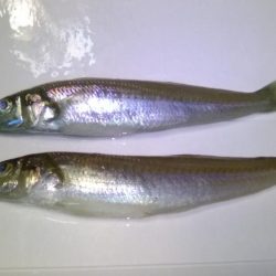 泊海水浴場で朝だけ投げ釣り