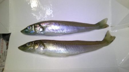 泊海水浴場で朝だけ投げ釣り