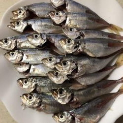 姫路豆アジング