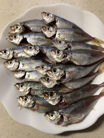 姫路豆アジング