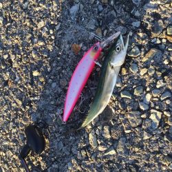 やったぜ‼️ベイビーサワラgetだぜ！